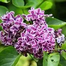 Syringa Sensation 1