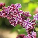 Syringa Sensation 2