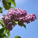 Syringa Sensation 3