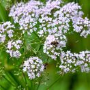 Valeriana officinalis 1