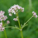 Valeriana officinalis 2