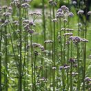 Valeriana officinalis 4