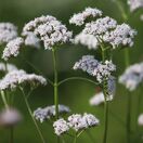 Valeriana officinalis 5