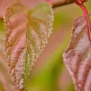 Viburnum Dawn 2
