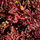 Viburnum Dawn 6