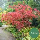 Acer p Sumi Nagashi 2