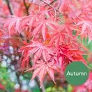 Acer p Sumi Nagashi 3