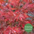 Acer p Sumi Nagashi 4