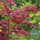 Acer p Sumi Nagashi 6