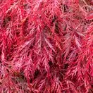 Acer p diss Garnet 2 AS