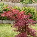 Acer p diss Garnet 4 AS