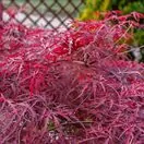 Acer p diss Garnet 6 AS