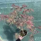 Acer p diss Garnet 8 OP