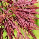 Acer p diss Inabe-Shidare 1 AS