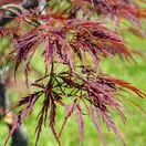 Acer p diss Inabe-Shidare 2 AS