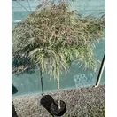 Acer p diss Inabe-Shidare 4 OP for 90cm stem only