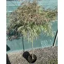 Acer p diss Inabe-Shidare 5 OP for 90cm stem only