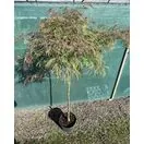 Acer p diss Inabe-Shidare 6 OP for 90cm stem only