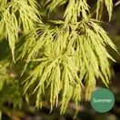 Acer p diss Viridis 1a Summer AS