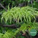 Acer p diss Viridis 2a Summer AS