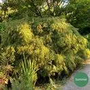 Acer p diss Viridis 3a Summer AS