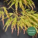 Acer p diss Viridis 4a Entering Autumn AS