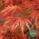 Acer p diss Viridis 5a Autumn AS