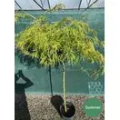 Acer p diss Viridis 7a 90cm stem Summer OP