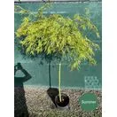 Acer p diss Viridis 8a 90cm stem Summer OP