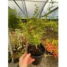 Berberis Julianae 1