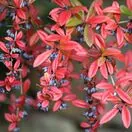 Berberis Julianae 1 AS