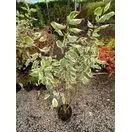 Cornus Elegantissima 1