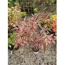 Cornus Spaethii 1