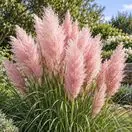 Cortaderia Pink Feather 2