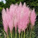 Cortaderia Pink Feather 4