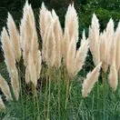 Cortaderia White Feather 1