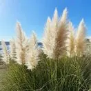 Cortaderia White Feather 2