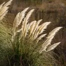 Cortaderia White Feather 4