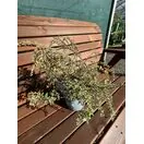 Cotoneaster Variegatus 1