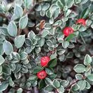 Cotoneaster Variegatus 1 AS