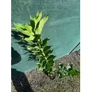 Euonymus Europaeus 1