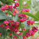 Euonymus Europaeus 1 AS
