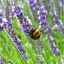 Lavender Grosso 1