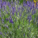 Lavender Grosso 3