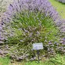 Lavender Grosso 4