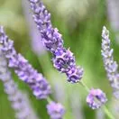 Lavender Grosso 5