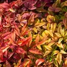 Nandina Blush Pink 2 AS