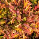 Nandina Blush Pink 3 AS