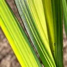 Phormium Golden Sword Close Up