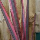 Phormium Sundowner